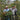 Basha Bekele on his coffee farm