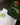 A dark green reusable tote bag with gold text reading 'pandan vanilla oat milk lite ice' lies on a dark table next to a white paper bag with matching text and two iced drink cups.